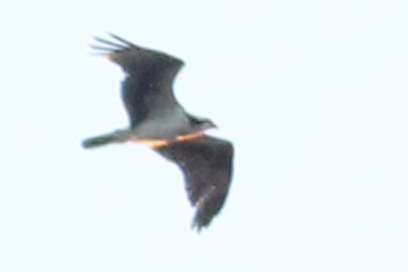 Águila Pescadora - ML52425221