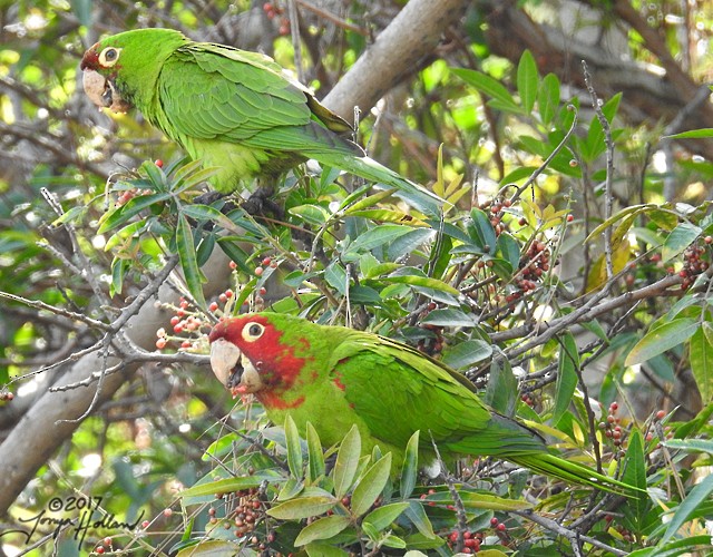 Red-masked Parakeet - Tonya Holland
