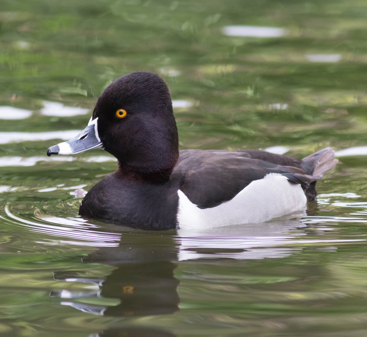 Ring-necked Duck - Mel Senac
