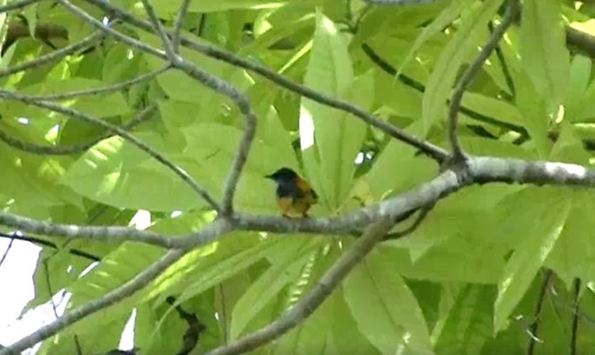 Orange-bellied Flowerpecker - ML524273491