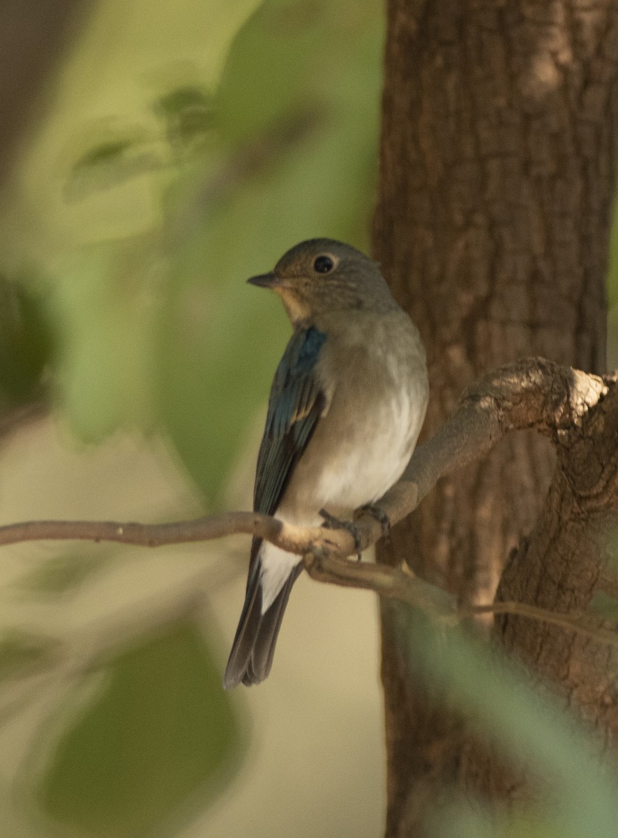 Blue-and-white Flycatcher - ML524274791