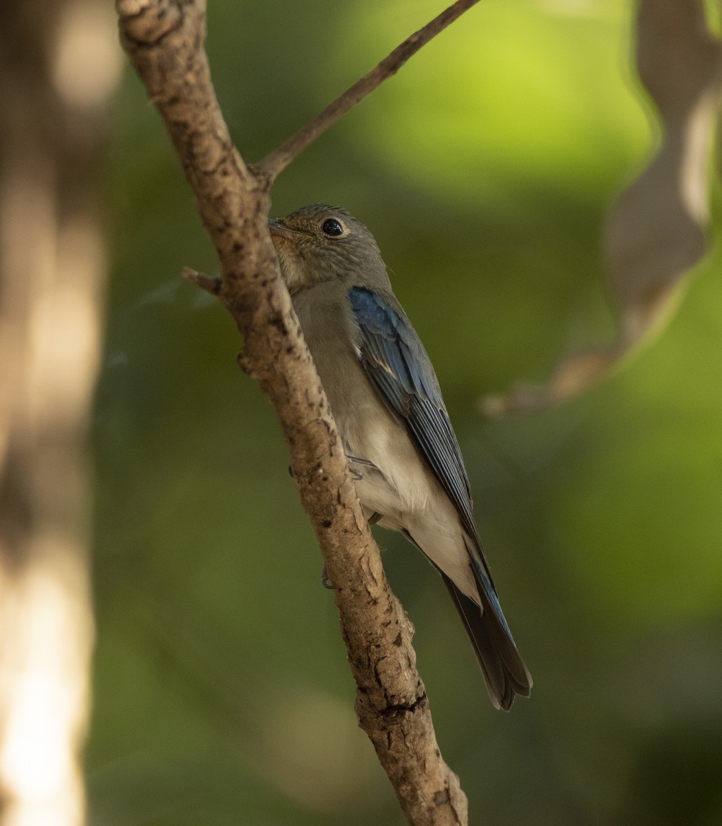 Blue-and-white Flycatcher - ML524274801