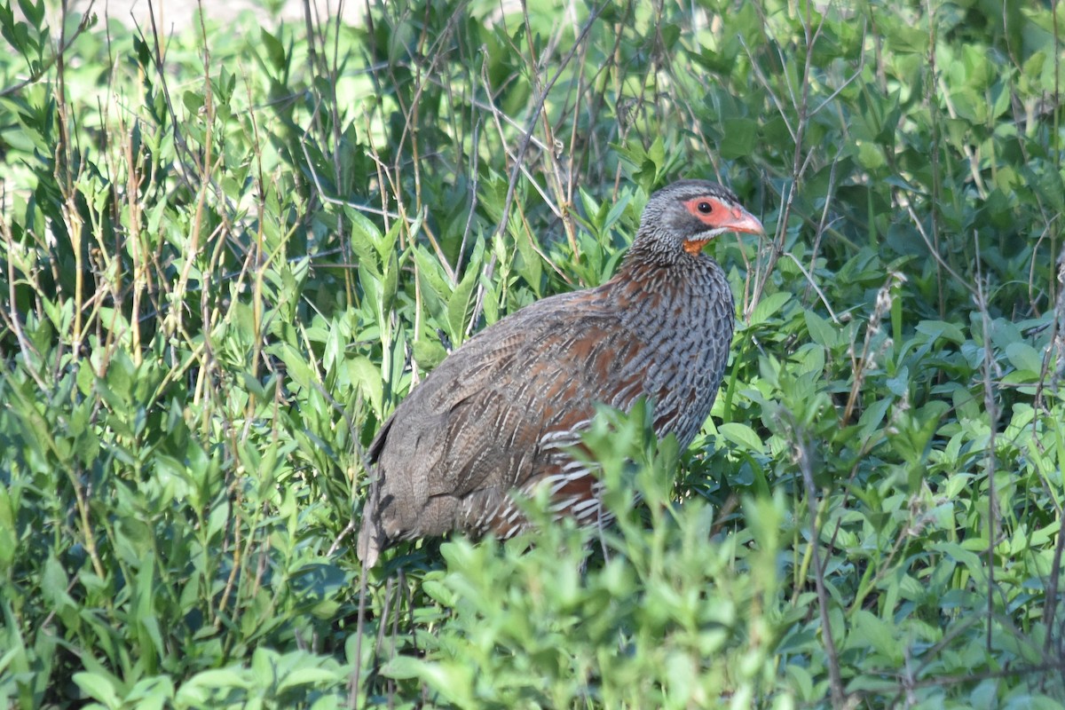 Gray-breasted Spurfowl - ML524277571