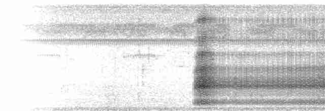  - Black-collared Hawk