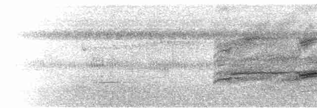  - White Hawk (White-shouldered)