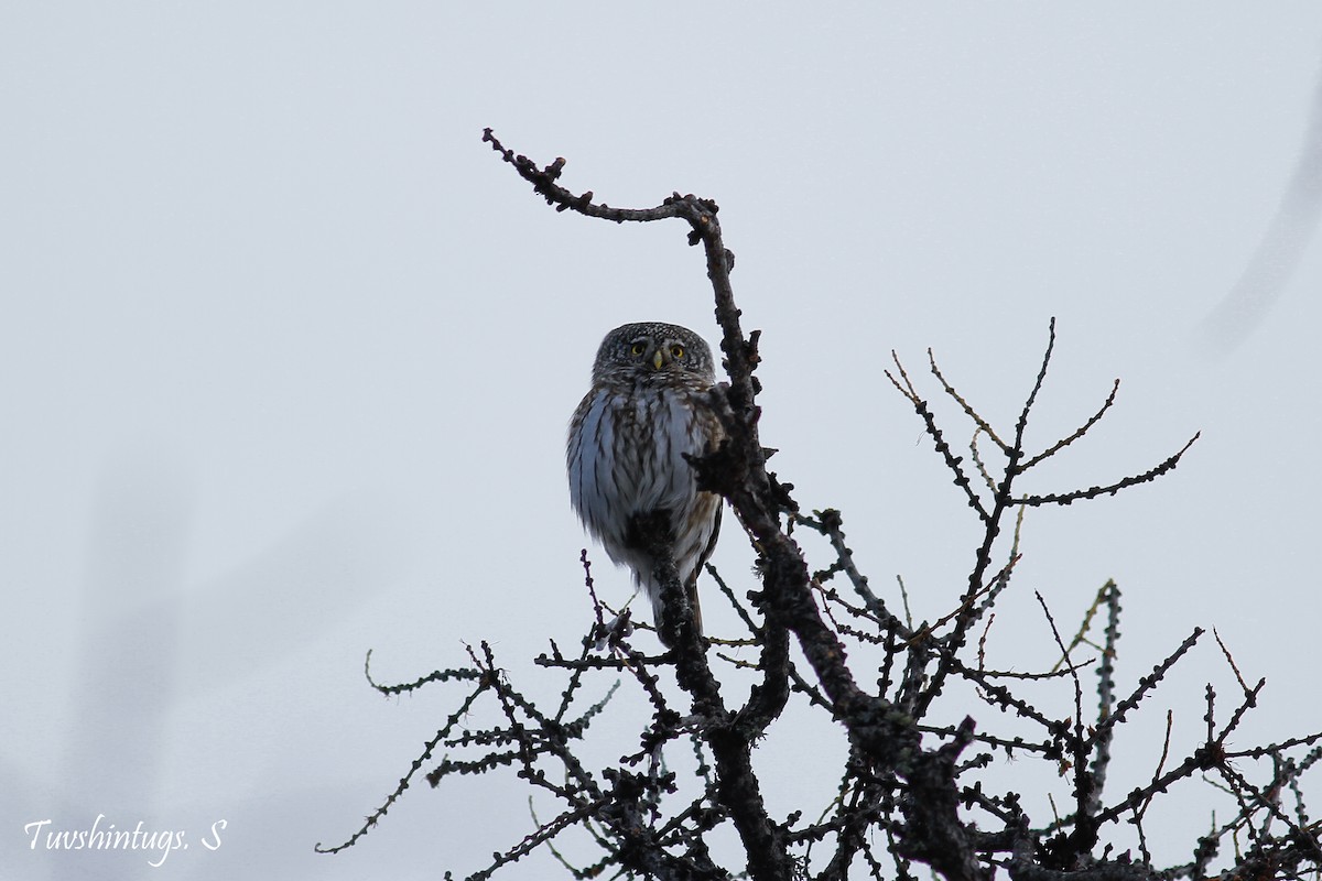 Eurasian Pygmy-Owl - Tuvshintugs Sukhbaatar