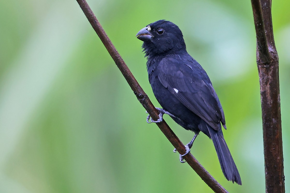 Variable Seedeater - ML524289061