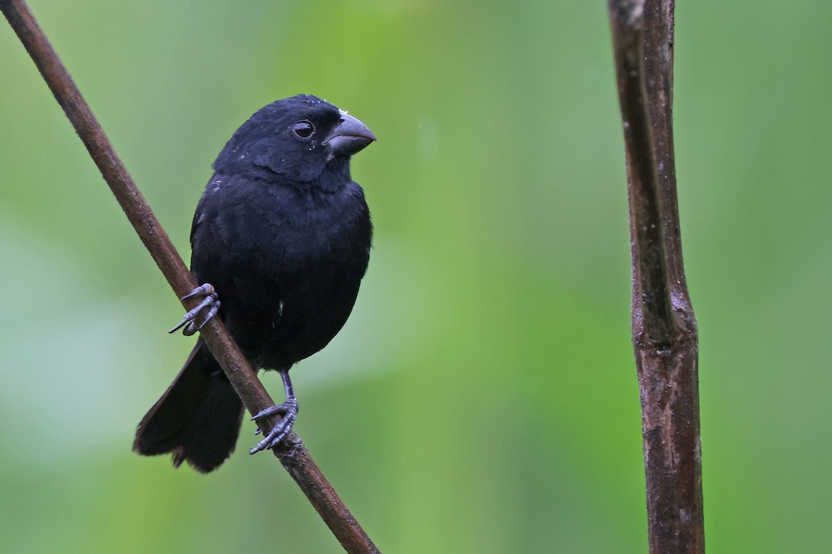 Variable Seedeater - ML524289071