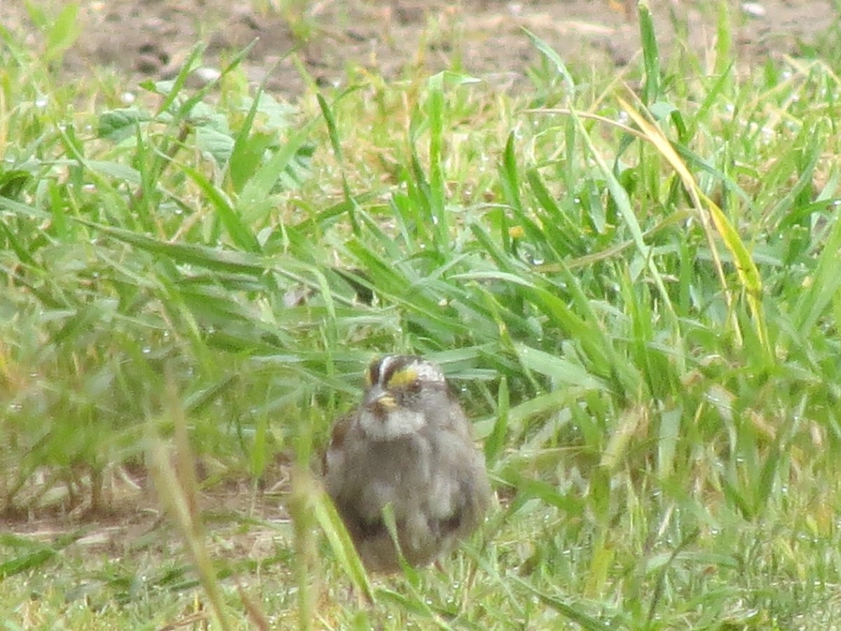 White-throated Sparrow - ML52429101