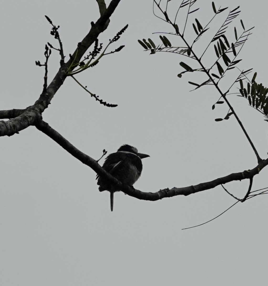 White-necked Puffbird - deidre asbjorn