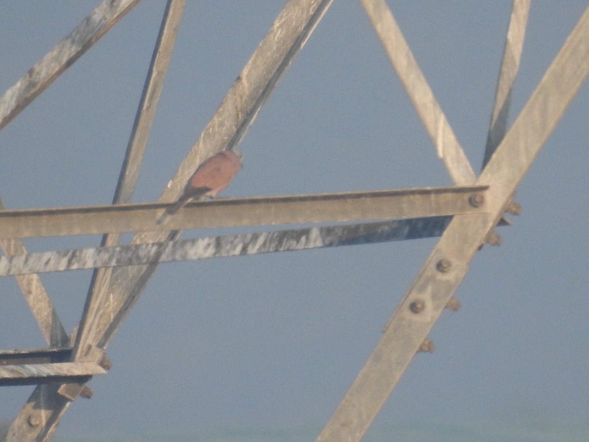 Red Collared-Dove - ML524291871