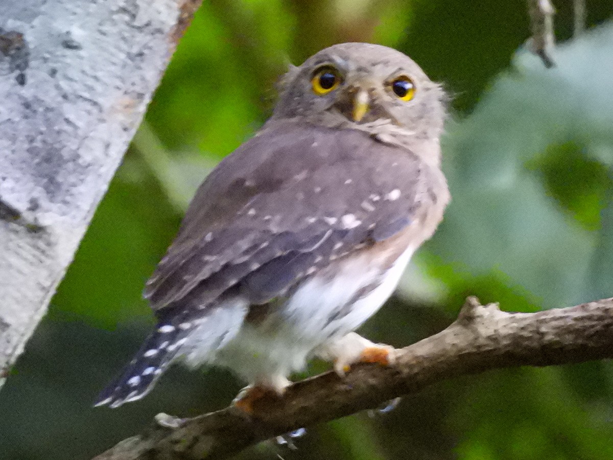 Colima Pygmy-Owl - ML524295441
