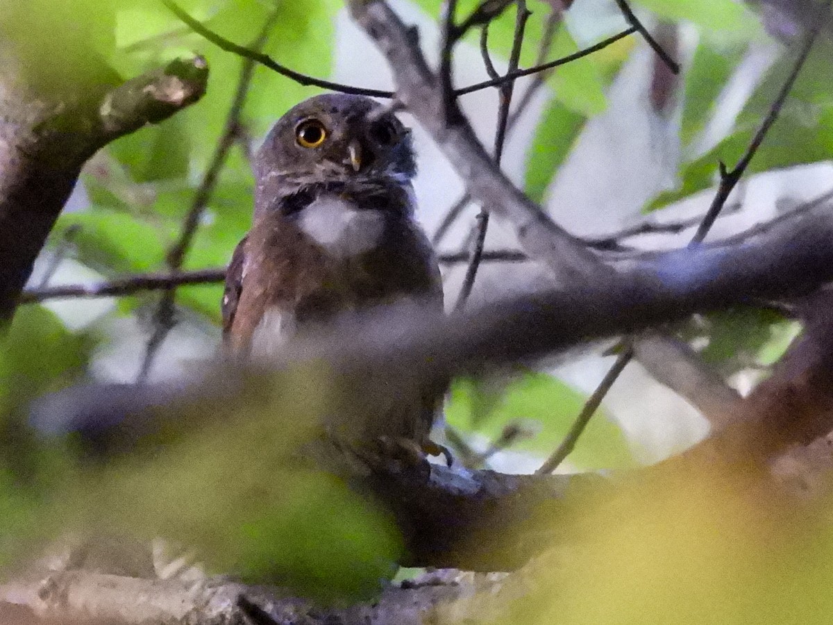 Colima Pygmy-Owl - ML524295451