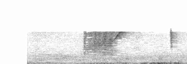 Long-tailed Shrike (schach) - ML524296071