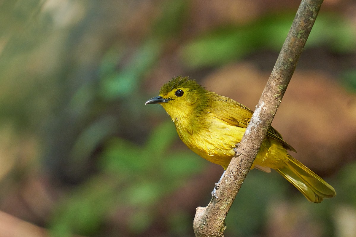 Yellow-browed Bulbul - Raghavendra  Pai