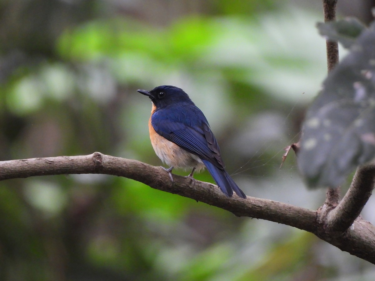 Mangrove Blue Flycatcher (Philippine) - ML524298331