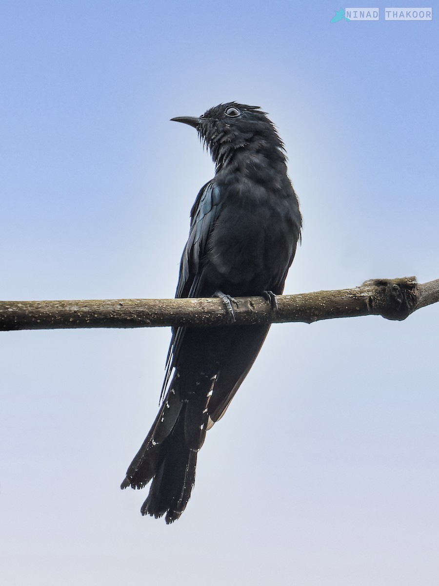 Square-tailed Drongo-Cuckoo - ML524298871