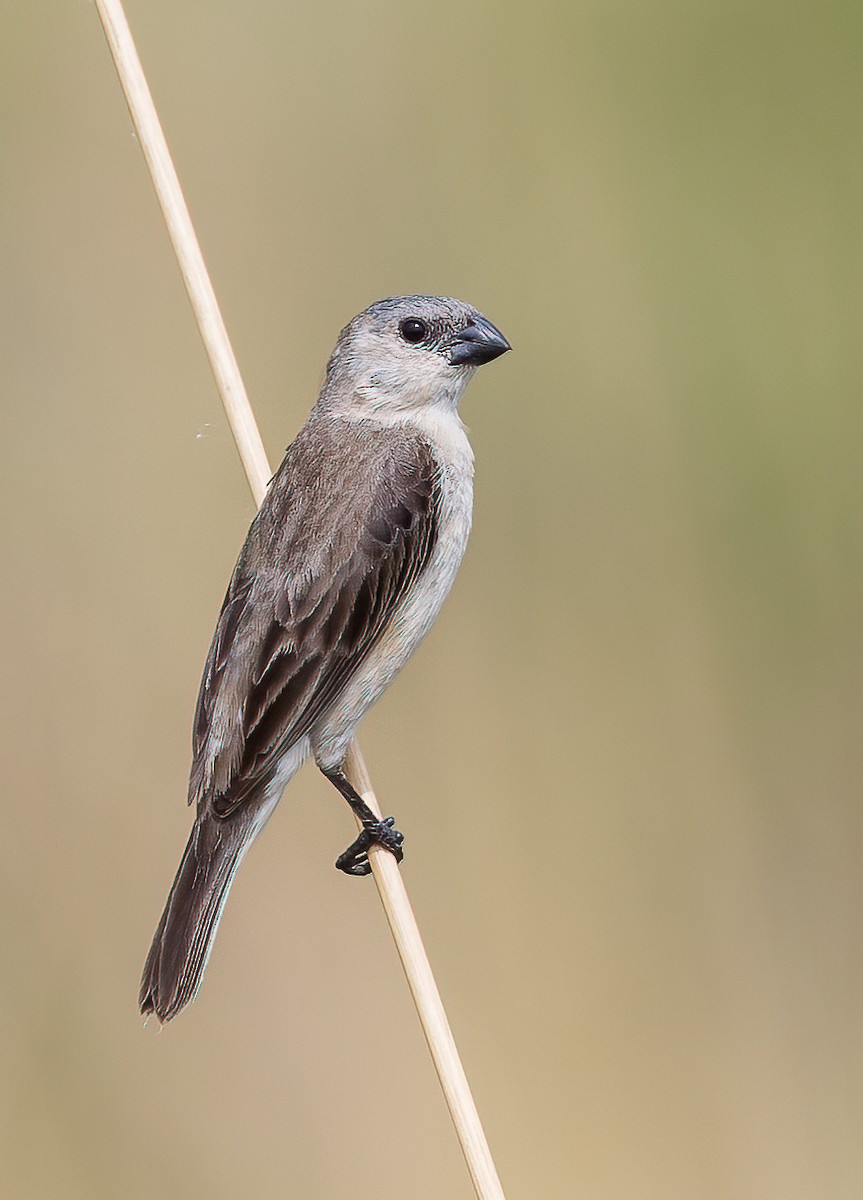 Pearly-bellied Seedeater - ML524301041