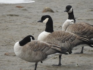 Cackling Goose (Richardson's), ML52430631