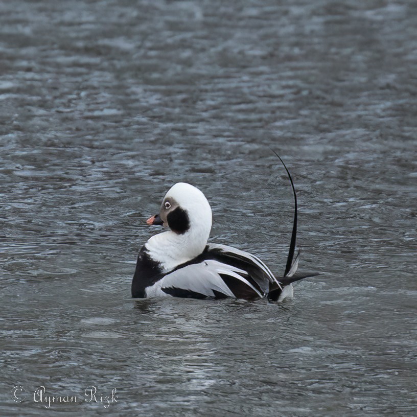 Long-tailed Duck - ML524309311