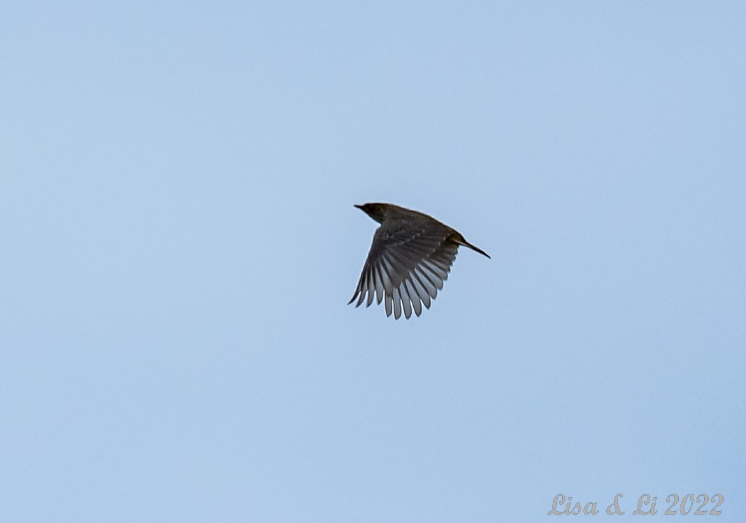Short-tailed Pipit - ML524310851