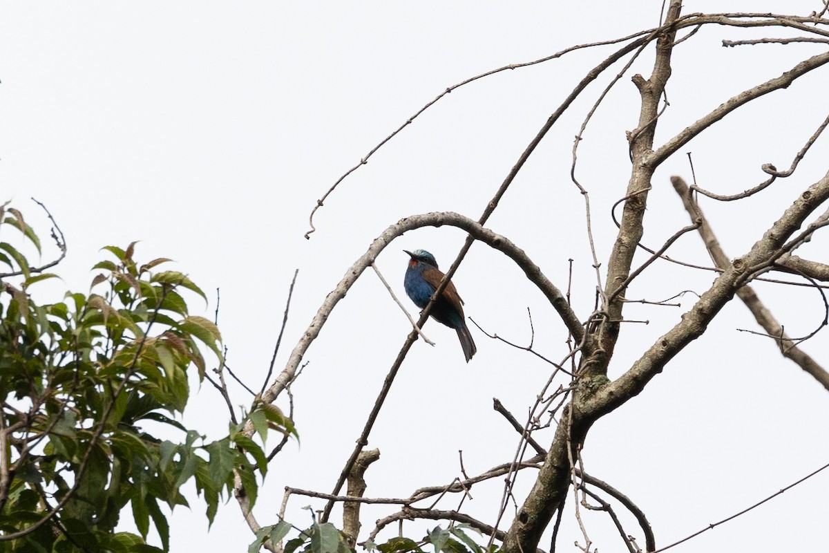 Blue-headed Bee-eater - ML524312841