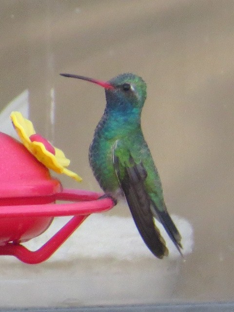 Broad-billed Hummingbird - ML52431741