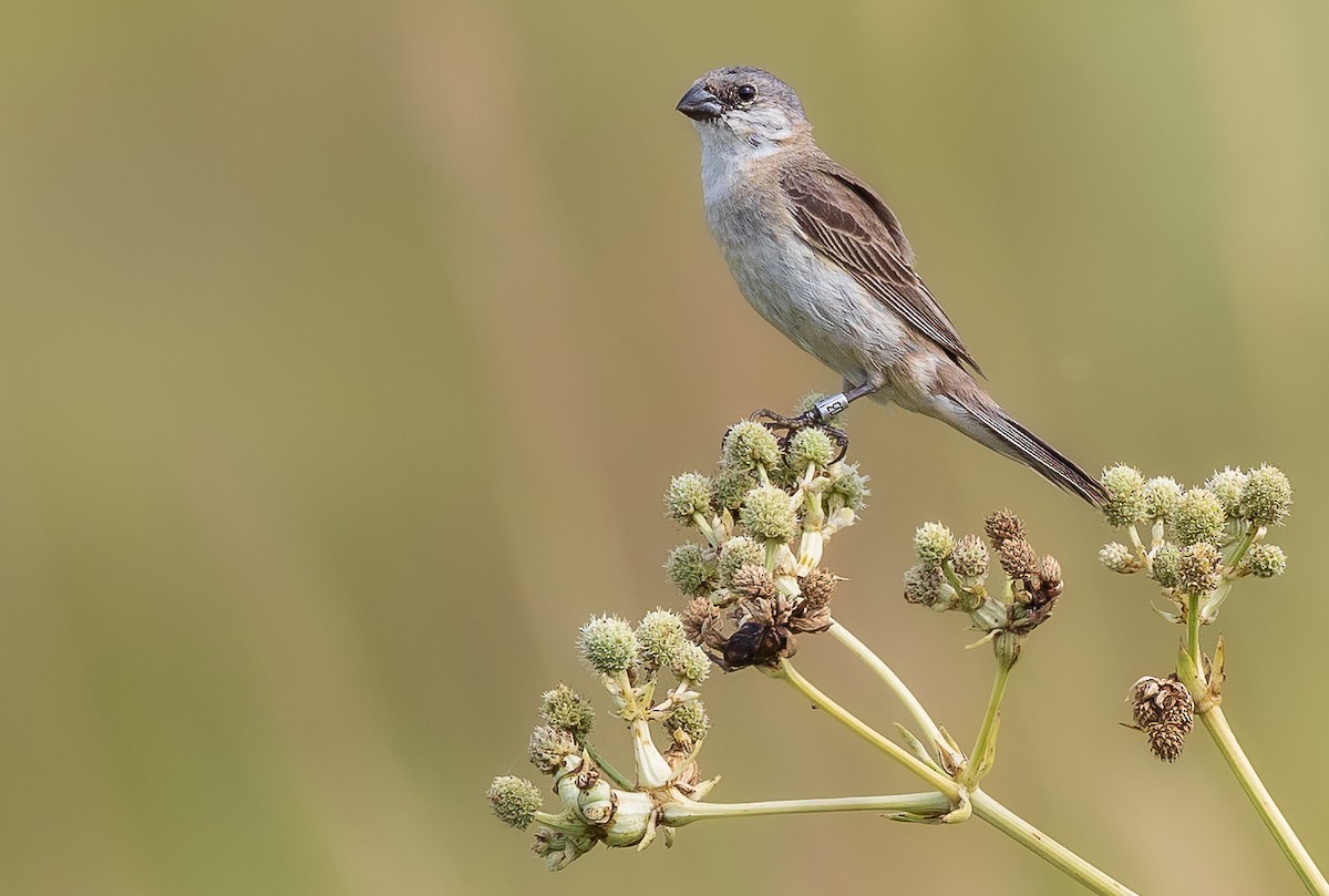 Pearly-bellied Seedeater - ML524320241