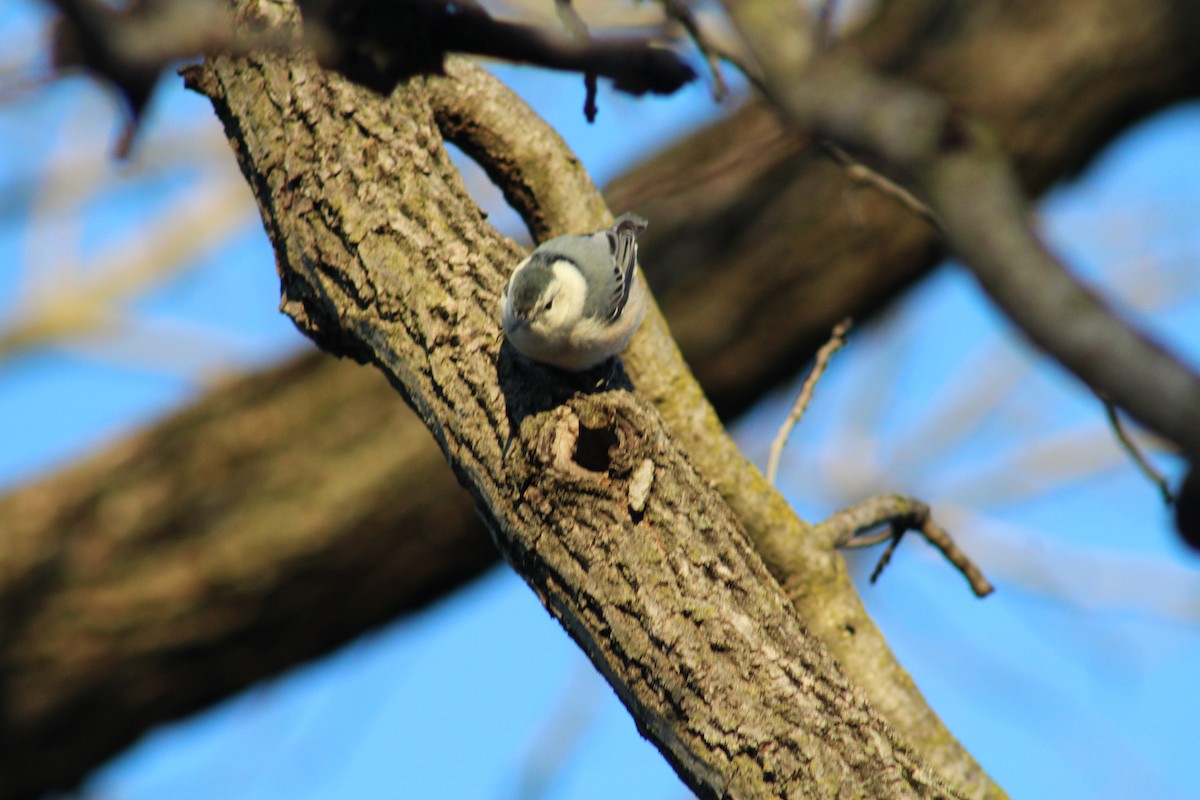 White-breasted Nuthatch - ML524321681