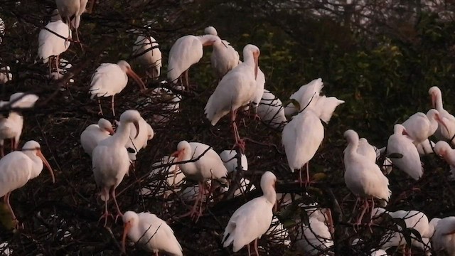 ibis bílý - ML524326541