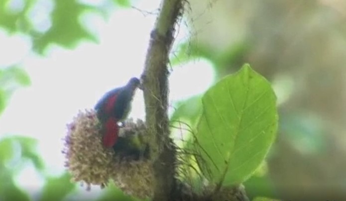 Scarlet-backed Flowerpecker - ML524330251