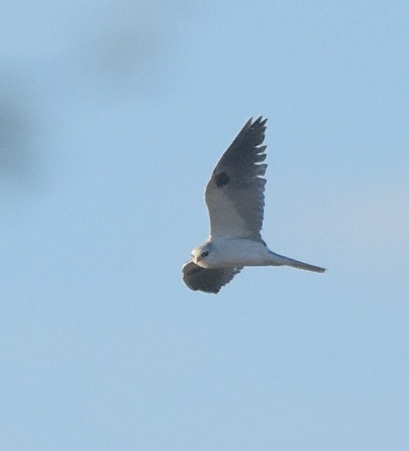 White-tailed Kite - ML524335611