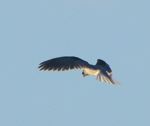 White-tailed Kite - ML524335621