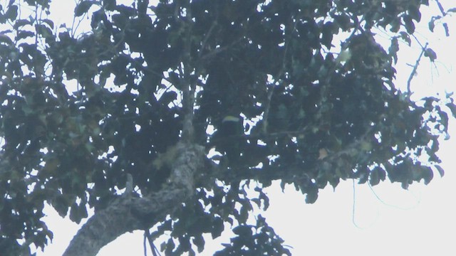 holub žlutozobý - ML524336031