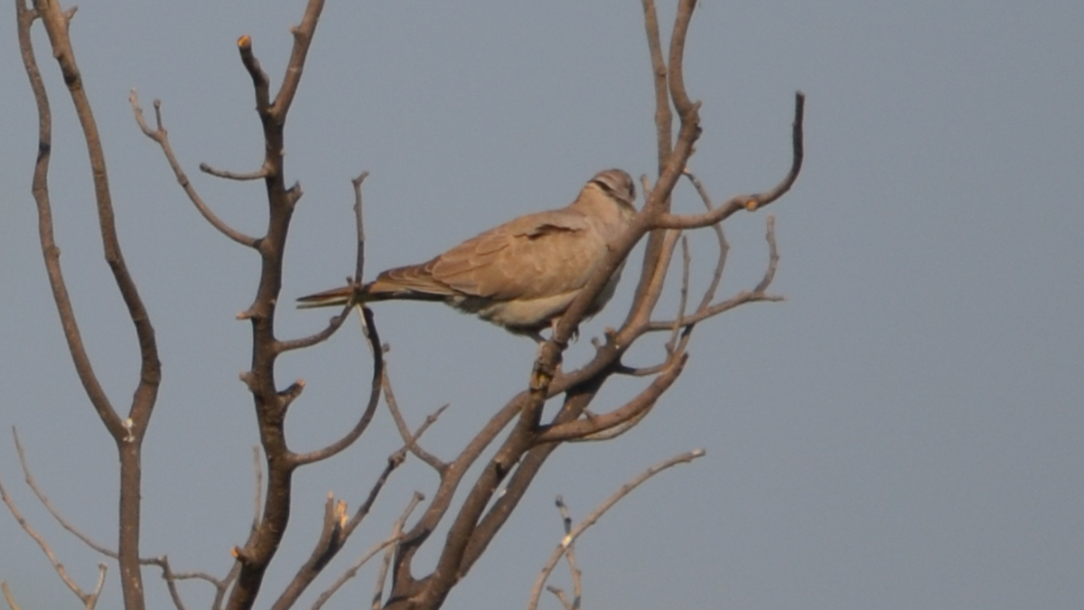 Eurasian/Red Collared-Dove - Anup Chavda