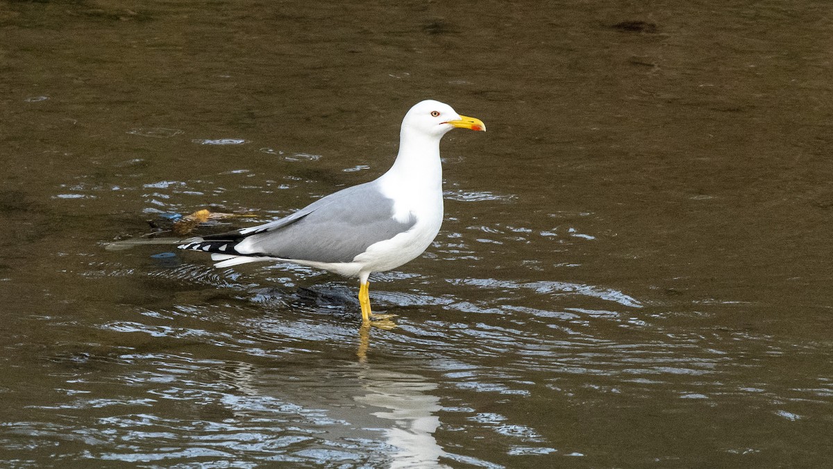 Yellow-legged Gull - ML524337781