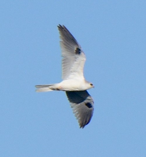 White-tailed Kite - ML524338951