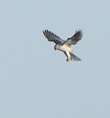 White-tailed Kite - ML524343301