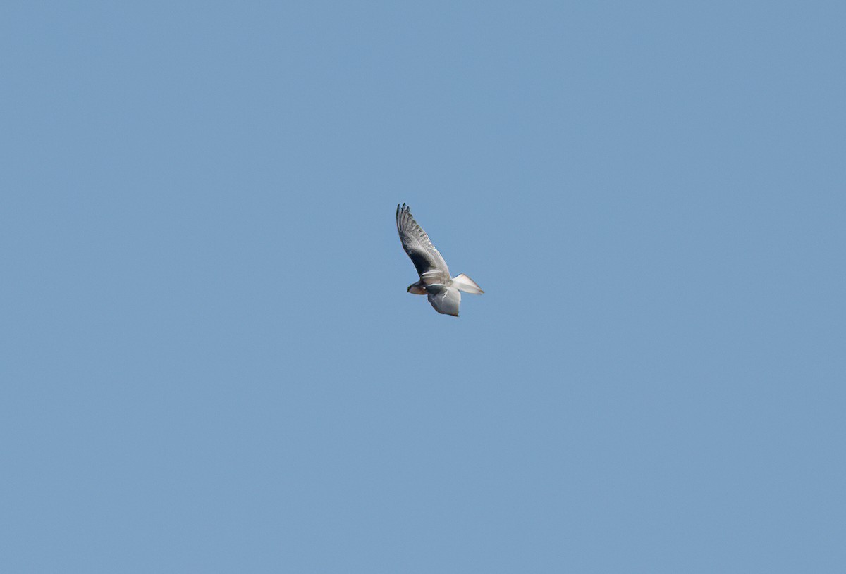 Black-shouldered Kite - ML524347011