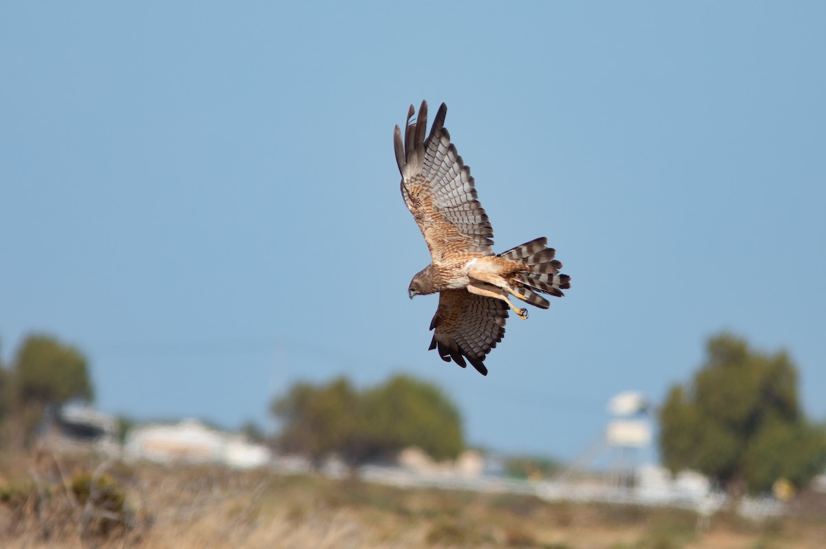 Spotted Harrier - ML524347951