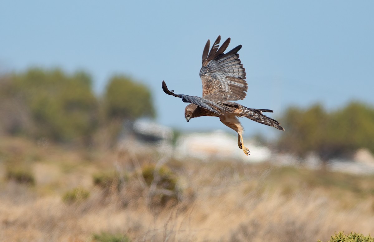 Spotted Harrier - ML524348001