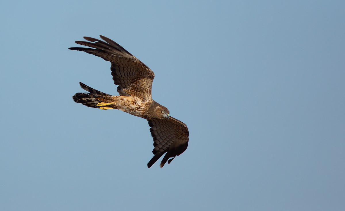 Spotted Harrier - ML524348141