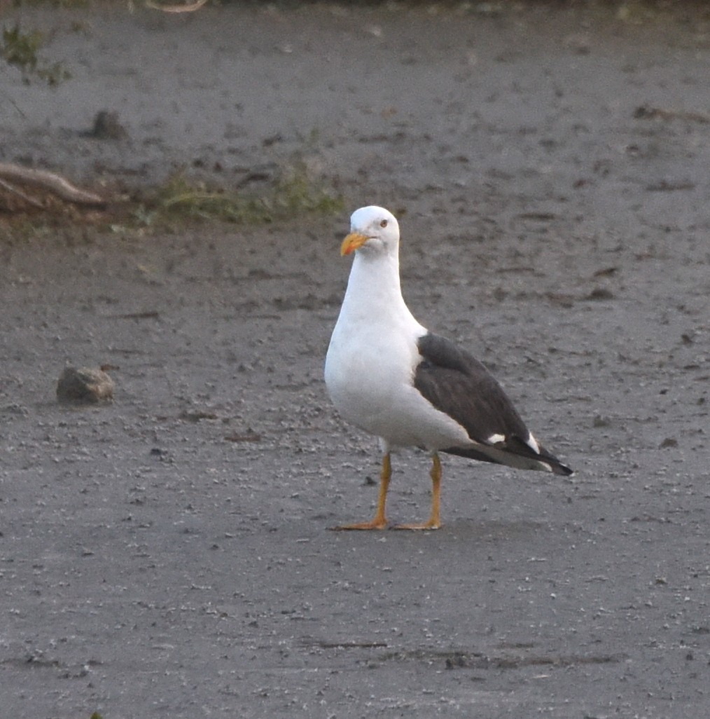 Yellow-footed Gull - ML524348281