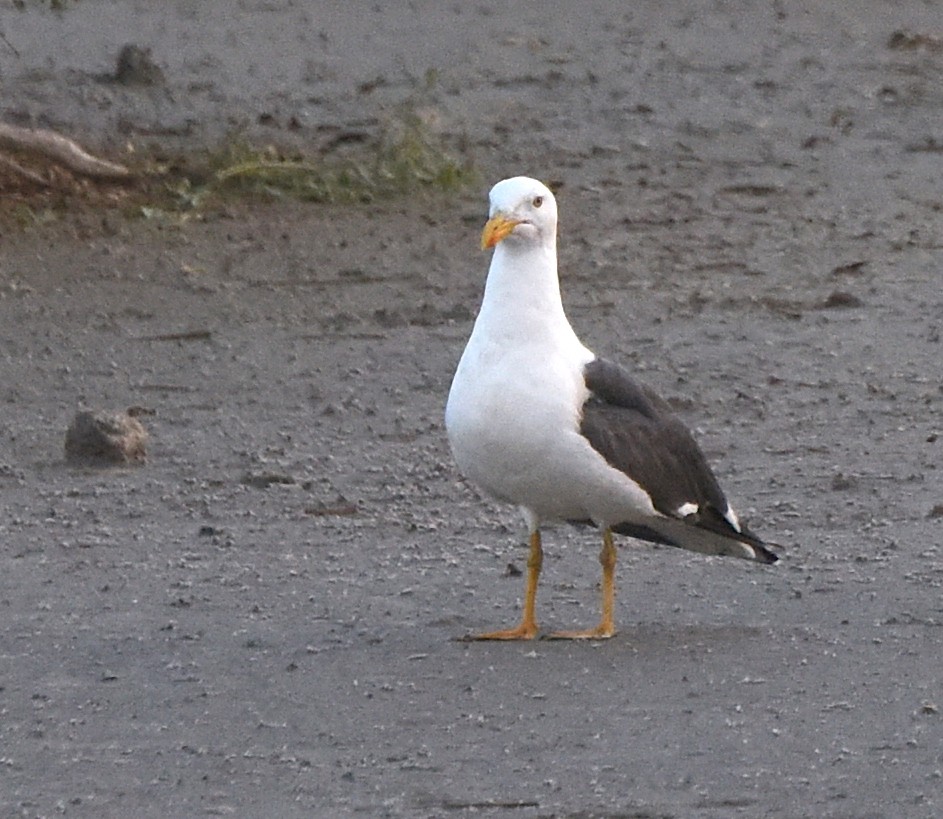 Yellow-footed Gull - ML524348291