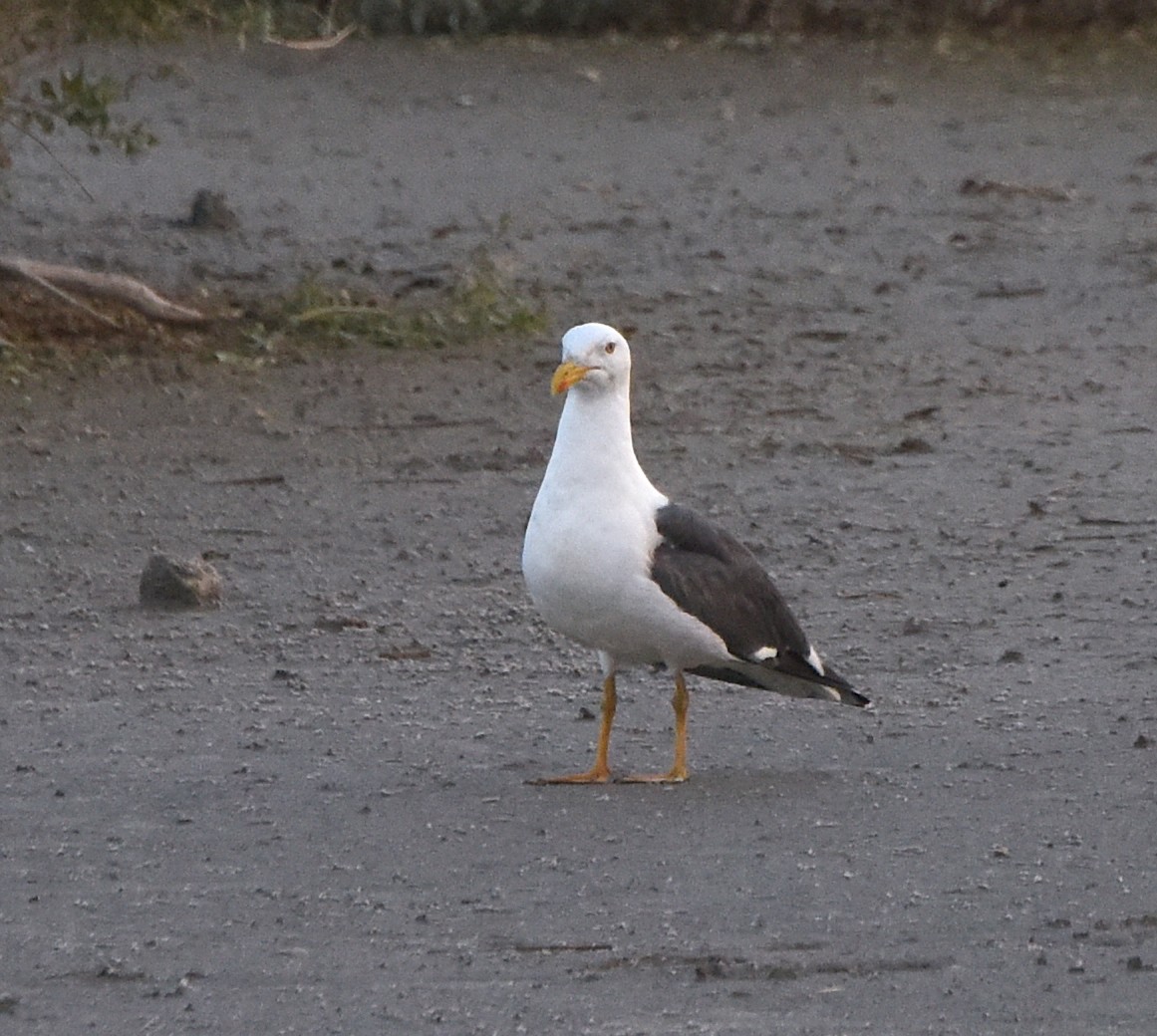 Yellow-footed Gull - ML524348301