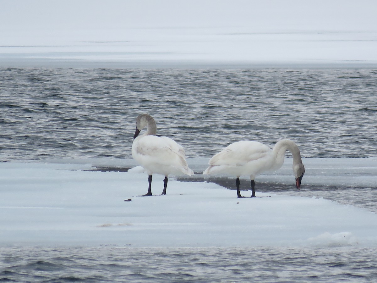 Tundra Swan (Whistling) - ML52435031