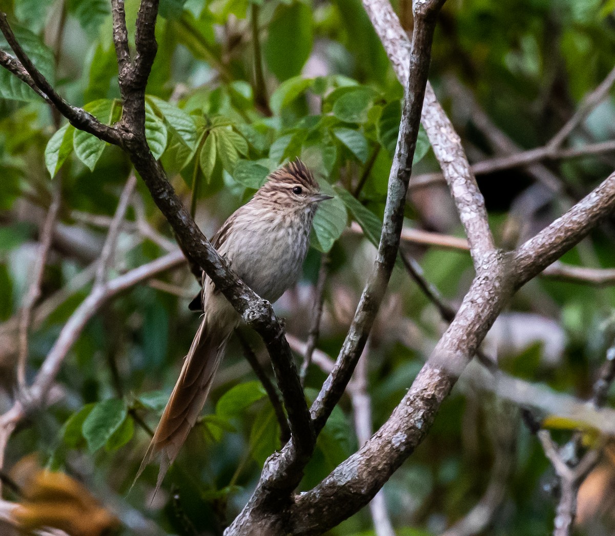 Striolated Tit-Spinetail - ML524360551