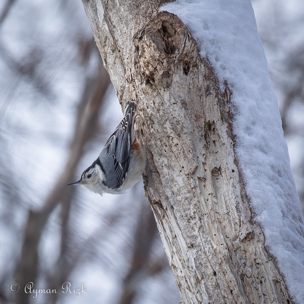 White-breasted Nuthatch - ML524366571