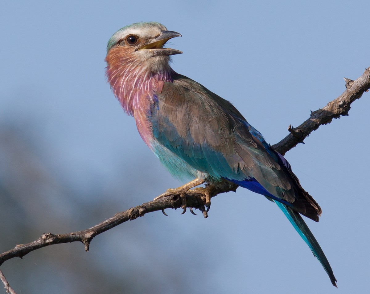 Lilac-breasted Roller - ML52436761