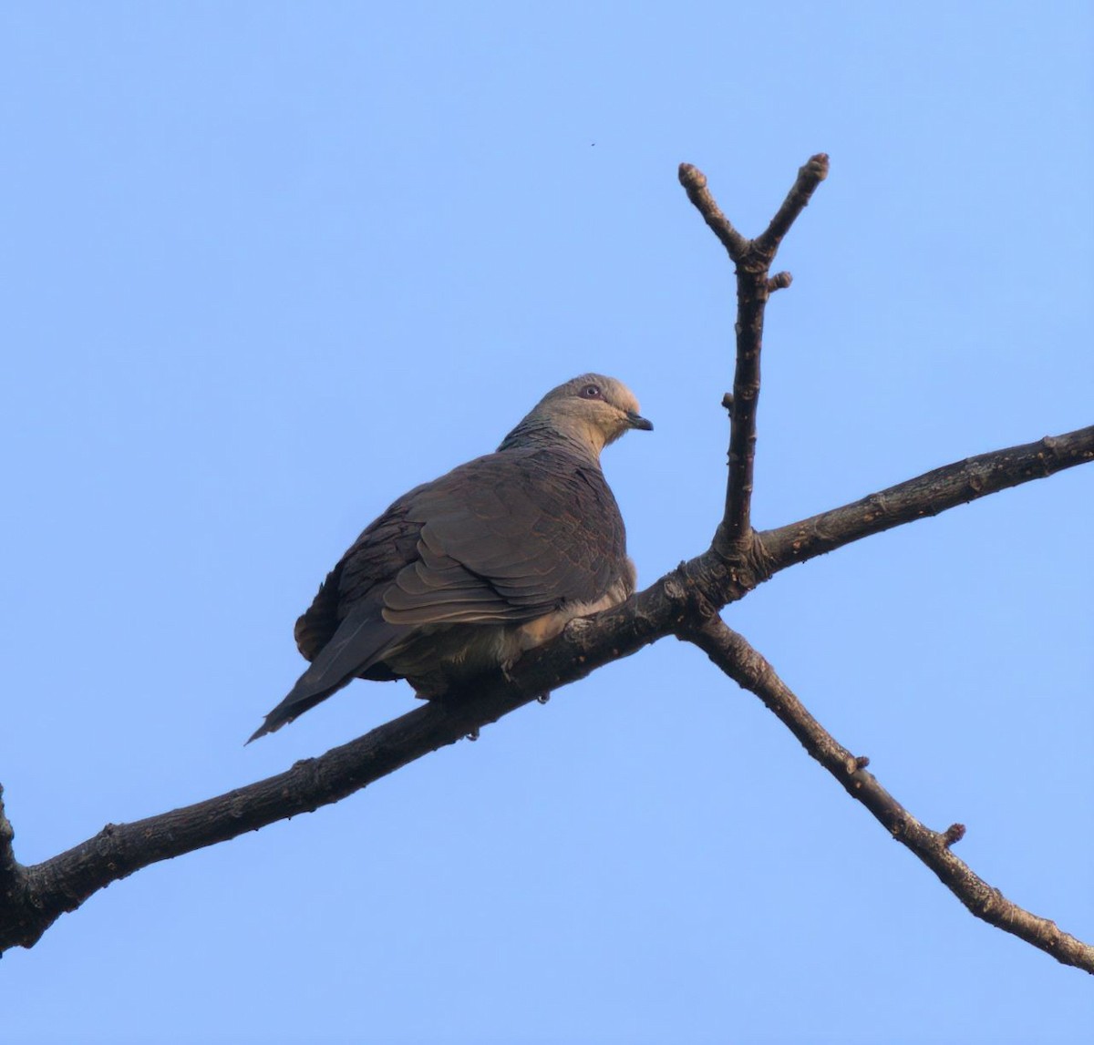 Barred Cuckoo-Dove - ML524370891
